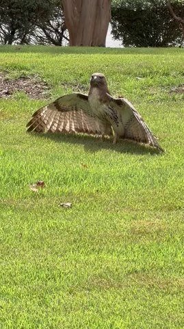 Hawk Spreads Wings and Basks in Warm Sunlight on Home's Front Yard