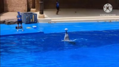 Dolphins' show