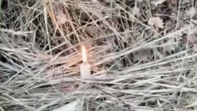 Arsonists spread Italian wildfires by tying flammable rags to cats’ tails