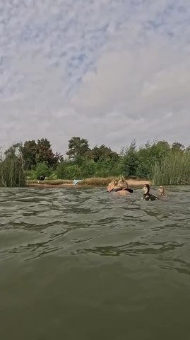 Friendly Ducks Swim Alongside Man and Dog