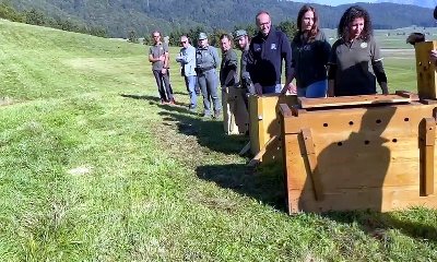 Ecco come Primula, Ranuncolo e Trifoglio sono tornati liberi