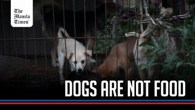 Dogs rescued in final mission as South Korea counts down to dog meat ban